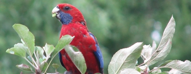 Parrot disease PBFD linked to feather coloration in Crimson Rosella – Platycercus elegans