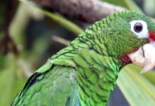 The first natural breeding of the Puerto Rican Amazon out of the reserve after 144 years