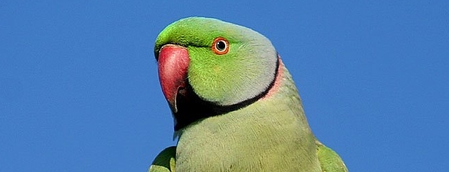 The Seychelles Parrot is threatened by the invasive Indian Ringnecked Parrot. Local authorities want to shoot them.