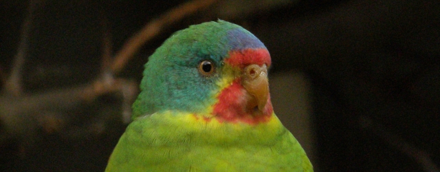 The biggest threat for the endangered Swift Parakeet? The Sweet Marsupial