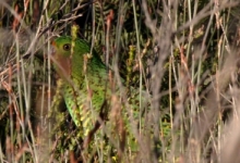 Western Ground Parrot at Perth ZOO, first attempt to breed it in captivity?