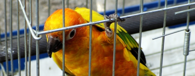 What is the ordered aviary size for breeding of parrots in Germany?
