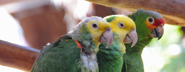 PDD: the killer of parrots which is difficult to fight against