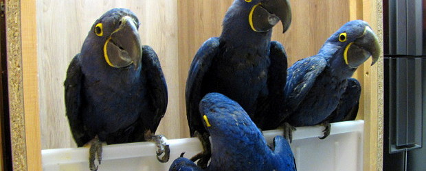 Interview about successful Hyacinth Macaw breeding ( Anodorhynchus hyacinthinus )