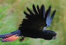 New cockatoo species and subspecies in Handbook of the Birds of the World