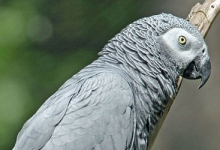 African Grey Parrot breeding ( Psittacus erithacus ) PART II