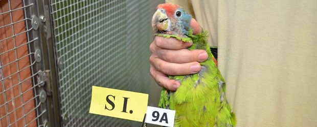 Parrot breeders vs. authorities related to nature conservation