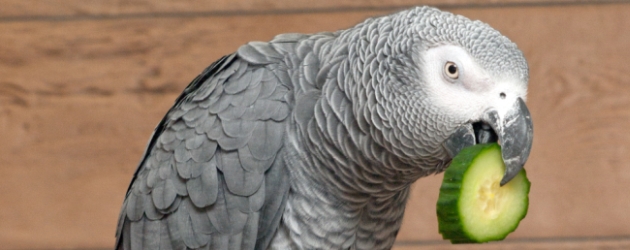 Dangerous toys which can hurt your parrot