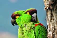 Miguel A. Gómez Garza: my most valuable success is the first breeding of Maroon-fronted Parrot in the world