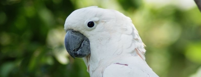 Tony Silva NEWS: Cockatoos aggression – possible causes and solutions. PART I