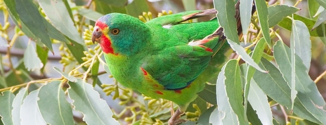 Tasmanian government approved deforestation of the Swift Parrot’s natural habitat, contrary to researchers recommendation