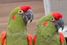 Lubica Necasova talks about a very common disease in parrots – PDD. PART II