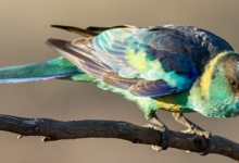 The Mallee Ringneck Parrot is not considered as separated species anymore
