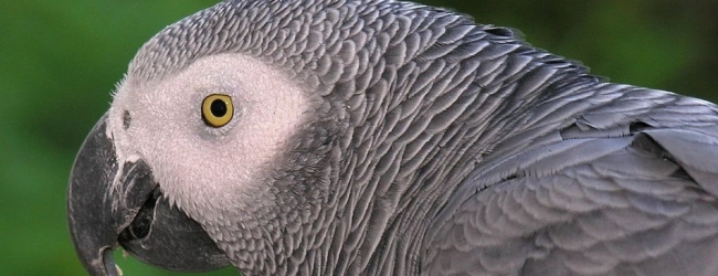 Lubica Necasova: African Grey Parrot is a very difficult bird to keep as a pet. PART VI