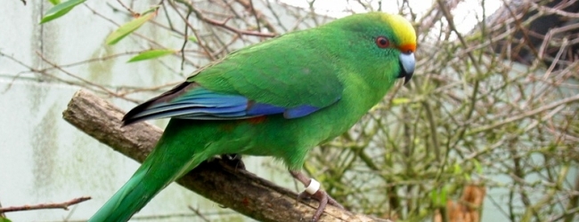 Captive bred Orange-fronted Parakeets were released to the wild in New Zealand
