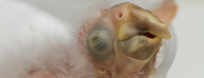Rare Lear’s macaw hatched in São Paulo ZOO
