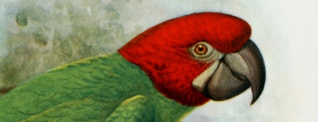 Do you know all extinct parrots? MACAWS. PART II