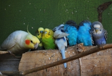 Tony Silva NEWS: Questions and answers. Why are my budgies still getting smaller and have poor reproduction results?