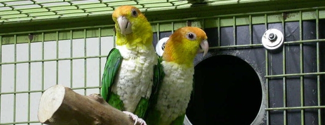 Tony Silva NEWS: How to stimulate your parrots before the breeding season? PART II