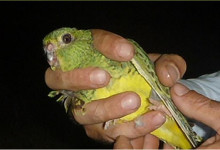 The Night parrot is not extinct. After more than a century, a living specimen was captured in Queensland