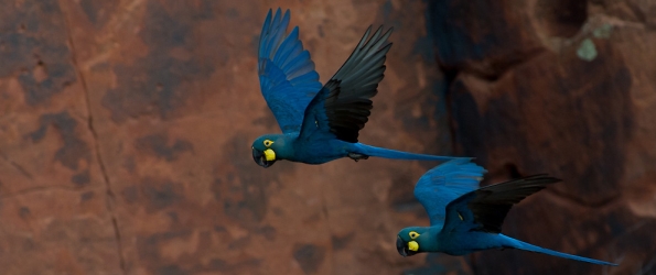 Lear’s Macaws in ACTP
