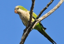 What are the factors determining hiearchy in a colony of Monk parakeets?