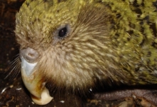 Conservation project for kakapo will lose its general investor in following months