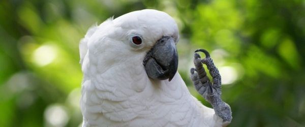 Tony Silva NEWS: Breeding of Umbrella Cockatoos. PART II