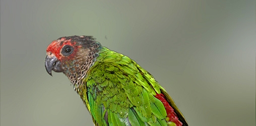 Breeding of the Rose-fronted Conure. PART I