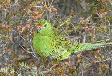 Is there still any Western Ground Parrot at Fitzgerald River National Park?