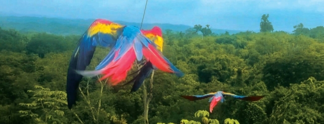 ARCAS released the first captive bred Scarlet Macaws in Guatemala
