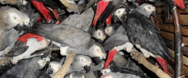 Thousands of birds are illegally traded in Jakarta