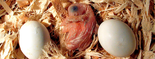 Q & A: “Why do my parrots break their eggs?”