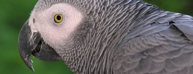 African Grey parrots at the edge of extinction in Ghana