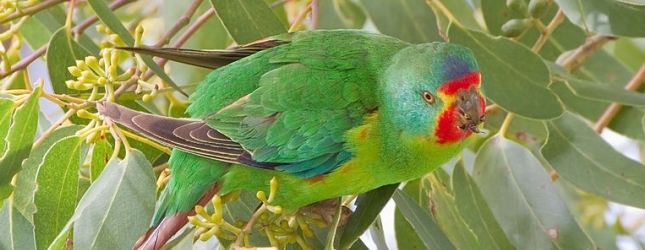 The Swift Parrot was reclassified to “Critically endangered” category in the IUCN Red List