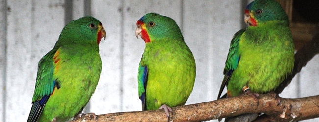 Breeding and biology of the Swift Parrot. PART I