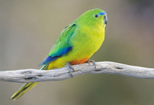 Australian conservationists are going to release 13 Orange-bellied Parrots to the wild