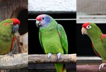 Q & A: “What’s the difference in diet for Amazons, Macaws and Conures?”