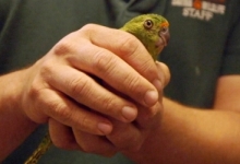 Bushfires in Australia have pushed the Western Ground Parrot even closer to the brink