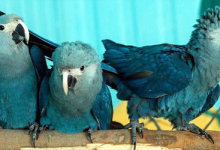 The world Spix’s Macaws population comprises 127 birds, 20 youngers have been bred in this year