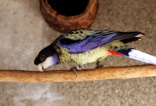 Breeding of the Northern Rosella. PART I