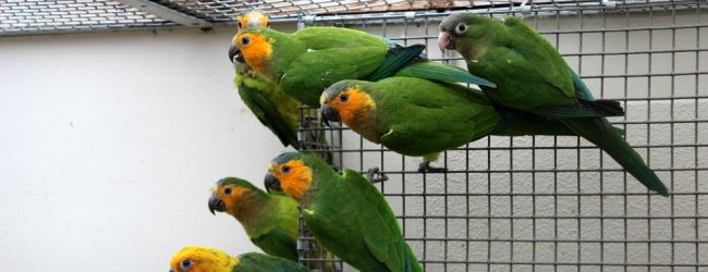 Q & A: “At what age is a pair of parrots ready to breed?”