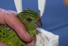 Two critically endangered Western Ground Parrots have died at Perth ZOO