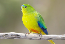 Sudden death of 14 critically endangered Orange-bellied Parrots at the Taroona breeding facility. Cause? Rats.