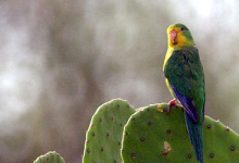 Biology and breeding of the Mountain Parakeet