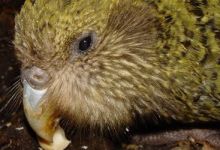 It’s going to be a good year for the Kakapo