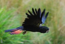Biology and breeding of the Red-tailed Cockatoo. PART I