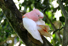 Biology and breeding of the Major Mitchell’s Cockatoo. PART II