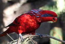 Interview with Psittacus Catalonia: Our aim is to produce nectar which prevents liquid feces of lories. PART I
