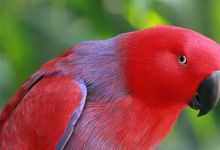 Q & A: “Is it better to breed Eclectus parrots in pairs or in a colony?”